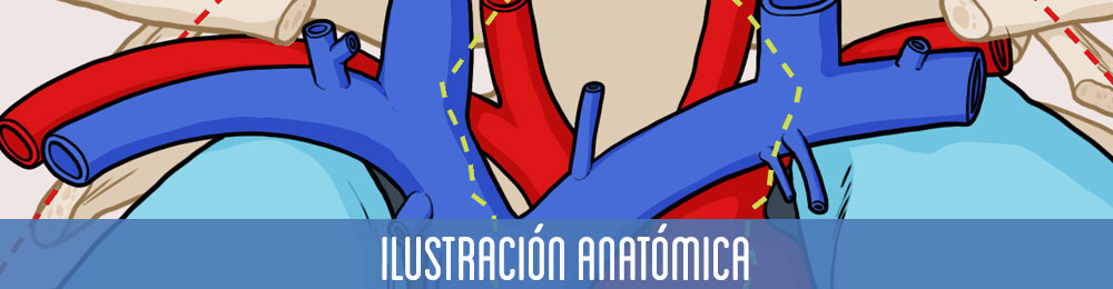 Galería ilustración anatómica