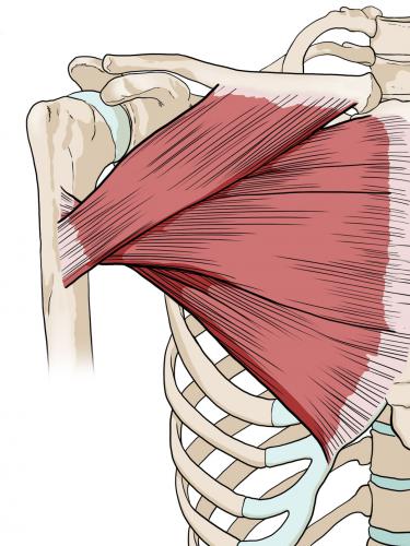 Músculo pectoral mayor