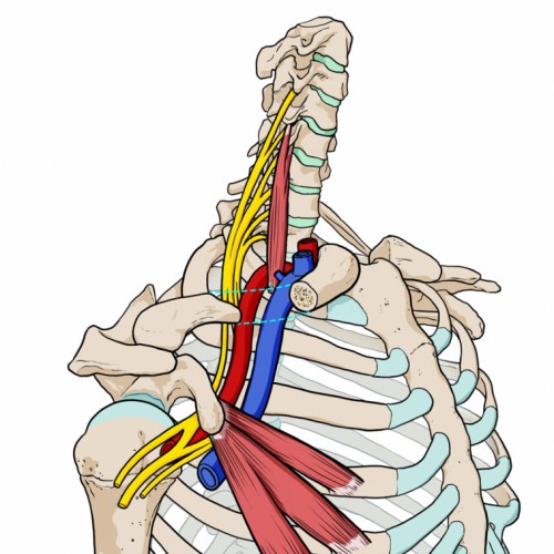 desfiladeros escápulo-torácicos