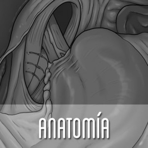 Anatomía